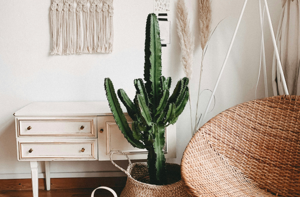 Cactus